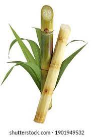 Cabinet approves highest ever FRP for Sugarcane