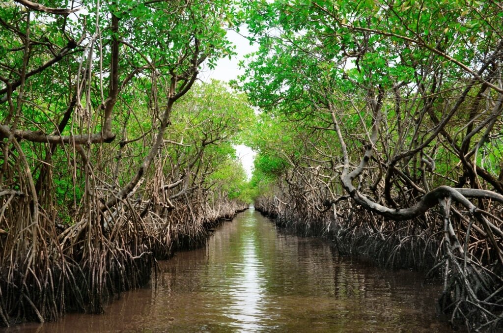 Mangroves